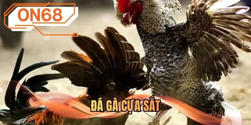 Đá gà cựa sắt