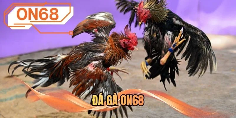 Đá gà ON68