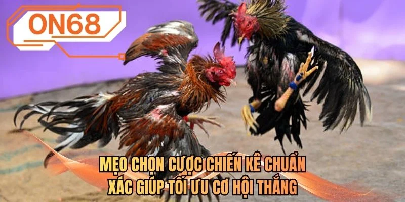 Mẹo chọn cược chiến kê chuẩn xác giúp tối ưu cơ hội thắng
